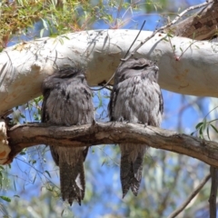 Podargus strigoides (Tawny Frogmouth) at Hackett, ACT - 9 Mar 2020 by Tim L