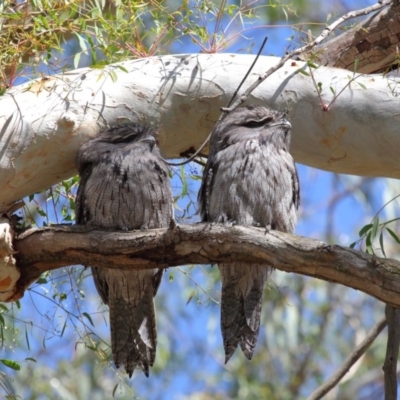 Podargus strigoides (Tawny Frogmouth) at Hackett, ACT - 9 Mar 2020 by Tim L