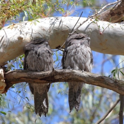Podargus strigoides (Tawny Frogmouth) at Hackett, ACT - 10 Mar 2020 by TimL