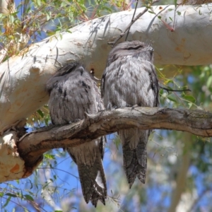 Podargus strigoides at Hackett, ACT - 10 Mar 2020