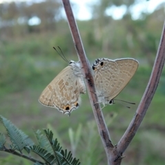 Jalmenus icilius (Amethyst Hairstreak) at Cook, ACT - 9 Mar 2020 by CathB