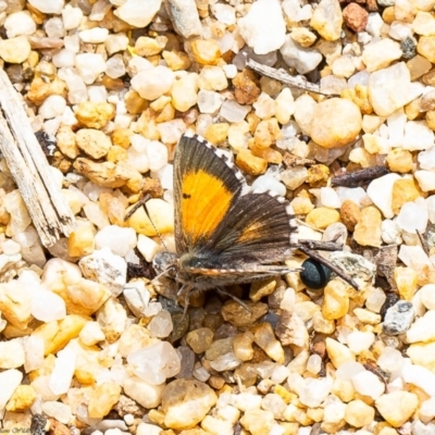 Lucia limbaria (Chequered Copper) at Acton, ACT - 10 Mar 2020 by Roger