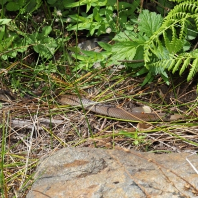 Pseudonaja textilis (Eastern Brown Snake) at ANBG - 10 Mar 2020 by TimL