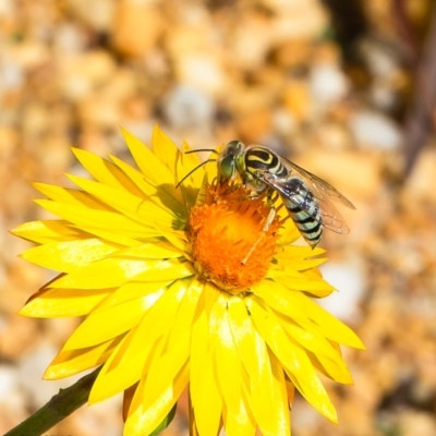 Bembix sp. (genus) (Unidentified Bembix sand wasp) at Acton, ACT - 10 Mar 2020 by Roger