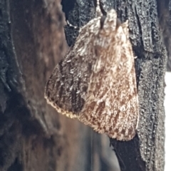 Spectrotrota fimbrialis (A Pyralid moth) at Latham, ACT - 10 Mar 2020 by trevorpreston