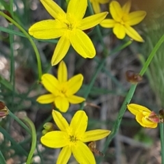 Tricoryne elatior (Yellow Rush Lily) at Latham, ACT - 10 Mar 2020 by trevorpreston