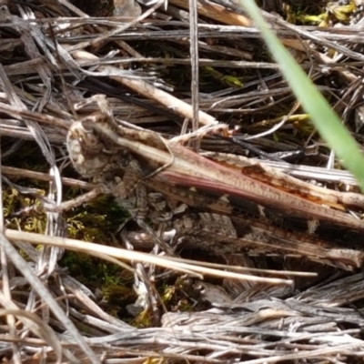 Heteropternis obscurella (A grasshopper) at Latham, ACT - 10 Mar 2020 by trevorpreston