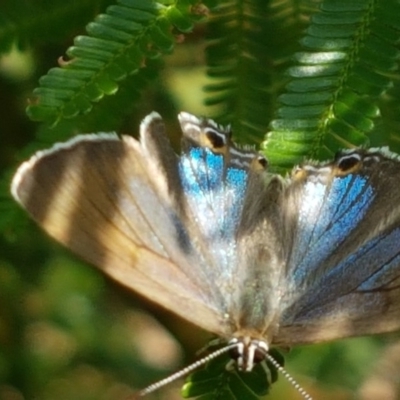 Jalmenus icilius (Amethyst Hairstreak) at Latham, ACT - 10 Mar 2020 by tpreston