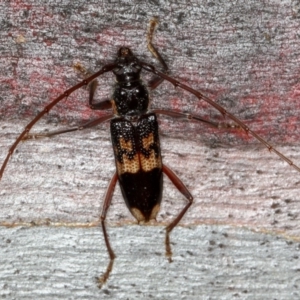 Phoracantha semipunctata at Bruce, ACT - 12 Jan 2012 11:17 AM