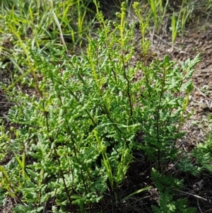 Cheilanthes austrotenuifolia at Latham, ACT - 10 Mar 2020