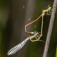 Ischnura aurora (Aurora Bluetail) at Bruce, ACT - 12 Jan 2012 by Bron