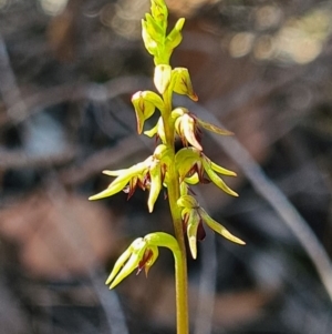 Corunastylis clivicola at Denman Prospect, ACT - suppressed