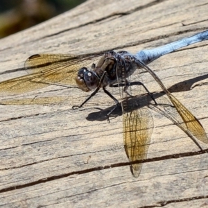 Orthetrum caledonicum at Bruce, ACT - 12 Jan 2012 11:48 AM