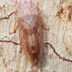 Stenocotis depressa (Leafhopper) at Umbagong District Park - 10 Mar 2020 by tpreston
