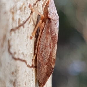 Stenocotis depressa at Latham, ACT - 10 Mar 2020