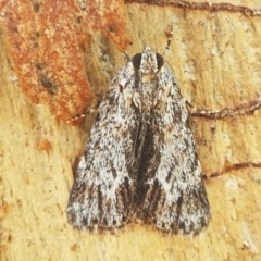 Spectrotrota fimbrialis (A Pyralid moth) at Umbagong District Park - 10 Mar 2020 by tpreston