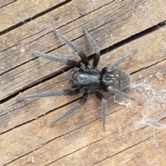 Badumna insignis (Black House Spider) at Latham, ACT - 10 Mar 2020 by trevorpreston