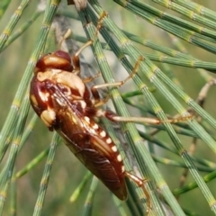 Pergagrapta polita (Sawfly) at Latham, ACT - 10 Mar 2020 by tpreston