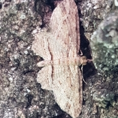 Chloroclystis filata (Filata Moth, Australian Pug Moth) at Umbagong District Park - 10 Mar 2020 by tpreston