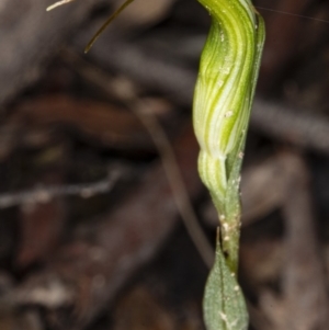 Diplodium ampliatum at Crace, ACT - 9 Mar 2020