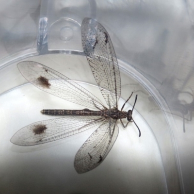 Glenoleon meteoricus (Patch-wing Glenoleon) at Macarthur, ACT - 10 Mar 2020 by RodDeb