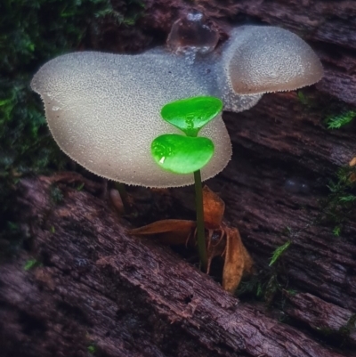 Pseudohydnum gelatinosum at Upper Kangaroo Valley - 7 Mar 2020 by AliciaKaylock