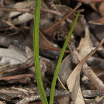 Diuris sp. (A Donkey Orchid) at Kaleen, ACT - 9 Mar 2020 by DerekC