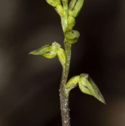 Corunastylis clivicola (Rufous midge orchid) at Crace, ACT - 9 Mar 2020 by DerekC