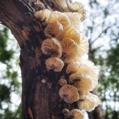 Unidentified Fungus, Moss, Liverwort, etc at Upper Kangaroo Valley - 7 Mar 2020 by AliciaKaylock