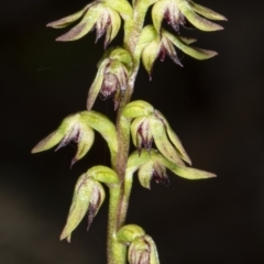 Corunastylis clivicola at Crace, ACT - 9 Mar 2020