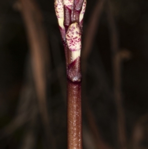 Dipodium roseum at Crace, ACT - suppressed