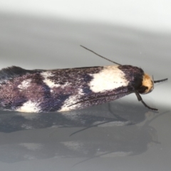 Palimmeces leucopelta at Ainslie, ACT - 6 Mar 2020