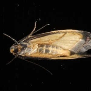 Palimmeces leucopelta at Ainslie, ACT - 6 Mar 2020