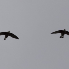 Hirundapus caudacutus (White-throated Needletail) at Michelago, NSW - 10 Mar 2020 by Illilanga