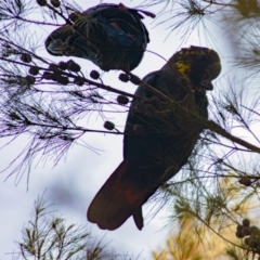 Calyptorhynchus lathami (Glossy Black-Cockatoo) at Dignams Creek, NSW - 10 Mar 2020 by rivers_end