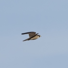 Falco peregrinus (Peregrine Falcon) at Illilanga & Baroona - 1 Mar 2020 by Illilanga