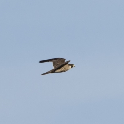 Falco peregrinus (Peregrine Falcon) at Michelago, NSW - 1 Mar 2020 by Illilanga