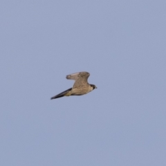 Falco peregrinus at Michelago, NSW - 1 Mar 2020 07:58 AM