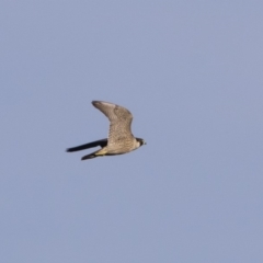 Falco peregrinus at Michelago, NSW - 1 Mar 2020 07:58 AM