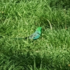 Psephotus haematonotus (Red-rumped Parrot) at Garran, ACT - 10 Mar 2020 by Mike