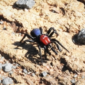 Missulena occatoria at Molonglo River Reserve - 10 Mar 2020