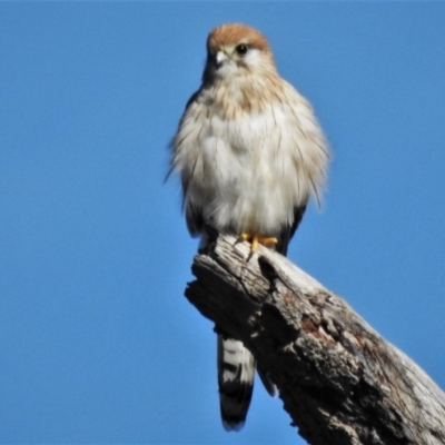 Falco cenchroides (Nankeen Kestrel) at Molonglo Valley, ACT - 9 Mar 2020 by JohnBundock