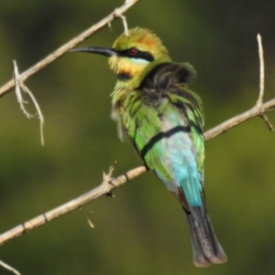 Merops ornatus (Rainbow Bee-eater) at Molonglo Valley, ACT - 10 Mar 2020 by JohnBundock