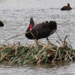 Cygnus atratus (Black Swan) at Fyshwick, ACT - 8 Mar 2020 by RodDeb