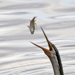 Perca fluviatilis at Fyshwick, ACT - 8 Mar 2020