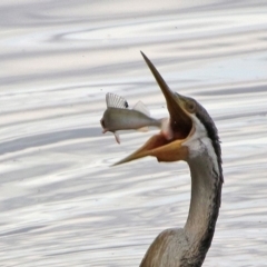 Perca fluviatilis at Fyshwick, ACT - 8 Mar 2020