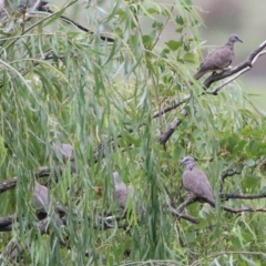 Spilopelia chinensis (Spotted Dove) at Jerrabomberra Wetlands - 8 Mar 2020 by RodDeb