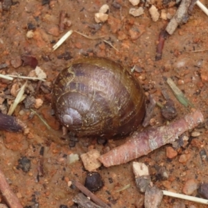 Cornu aspersum at Fyshwick, ACT - 9 Mar 2020