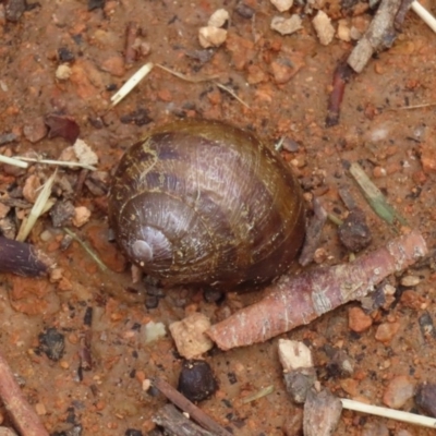 Cornu aspersum (Common Garden Snail) at Jerrabomberra Wetlands - 9 Mar 2020 by RodDeb
