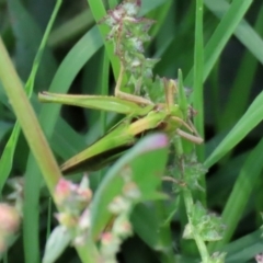 Caledia captiva (grasshopper) at Jerrabomberra Wetlands - 9 Mar 2020 by RodDeb